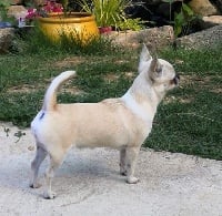 Étalon Chihuahua - Ornéa Des Ca.beaux&chics