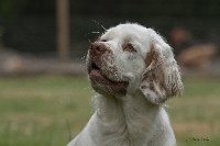 Étalon Clumber Spaniel - Perche Des Touches Du Perche