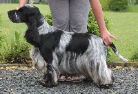 Étalon Cocker Spaniel Anglais - TR. CH. Napoléon Du Pré Aux Etocs