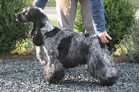 Étalon Cocker Spaniel Anglais - Roméo Du Pré Aux Etocs