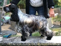 So sweet and Lovely Ol russian earl grey (parker)