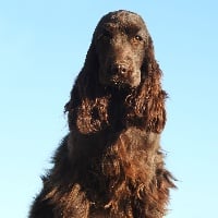 Étalon Cocker Spaniel Anglais - Pancake au chocolat De L'étang Au Miroir