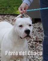 Étalon Dogo Argentino - Perro del Chaco Néfertiti