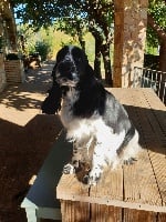Étalon English Springer Spaniel - Canouan New dawn