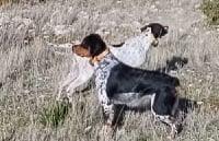 Étalon Epagneul Breton - Gigi De Los Majadales