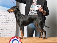 Étalon Manchester Terrier - CH. Eolyne's Nhemiss black bliss