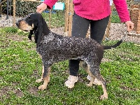 Étalon Petit bleu de Gascogne - Rodin De La Combe Au Capucin