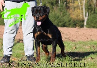 Étalon Rottweiler - Romy Vom Hause Hugel