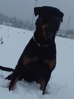 Étalon Rottweiler - Olster du Clan Des Spartiates