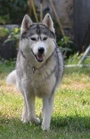 Étalon Siberian Husky - Magic Wolf Nanouk (grise)