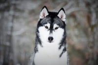 Étalon Siberian Husky - rave review Nifty muse of tiffany