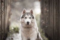 Étalon Siberian Husky - Firefly Of pack-ice wolves