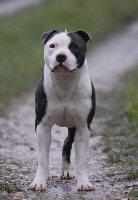 Étalon Staffordshire Bull Terrier - Pouky Little Bluedog