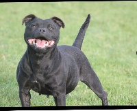 Étalon Staffordshire Bull Terrier - Lady black The Little Devil Of Breizh