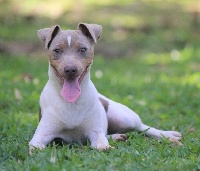 Étalon Terrier Bresilien - Nia azambuja nogueira