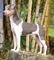 Étalon Terrier Bresilien - Indigo do jardim imbui