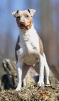 Étalon Terrier Bresilien - Filip metheora