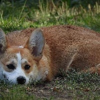 Étalon Welsh Corgi Pembroke - Praline du roc del fouich du Domaine de Cap Tort