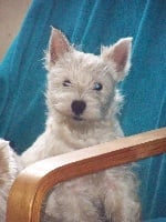 Étalon West Highland White Terrier - Retiens la nuit Du Clan Des Blue Moon