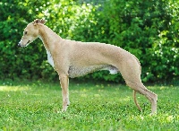 Étalon Whippet - CH. Hermes two of Gentle Mind