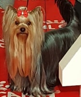 Étalon Yorkshire Terrier - CH. Only one Issu Des Plus Beaux Joyaux