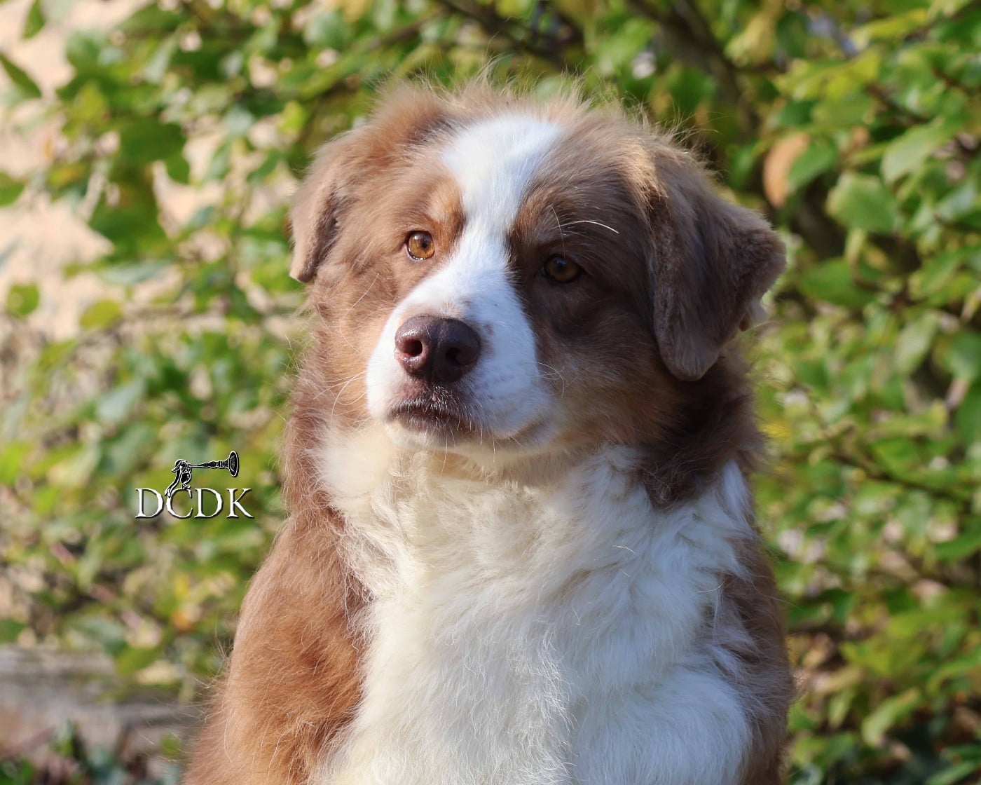 Princess mononoke du chemin des korrigans