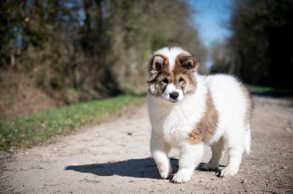 Publication : Des Symphonies d'Arlequin Auteur : Laetitia Daniel