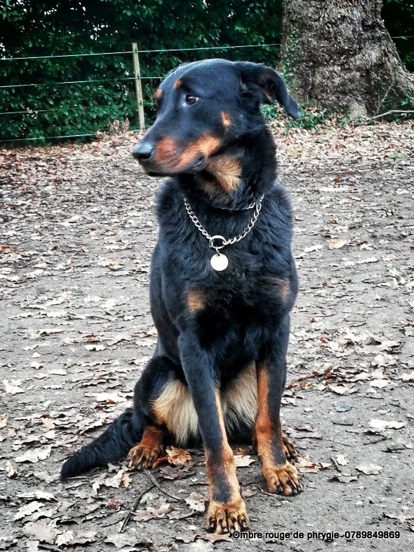 Publication : De L'ombre Rouge De Phrygie Auteur : Beaucerons Ombre rouge de Phrygi