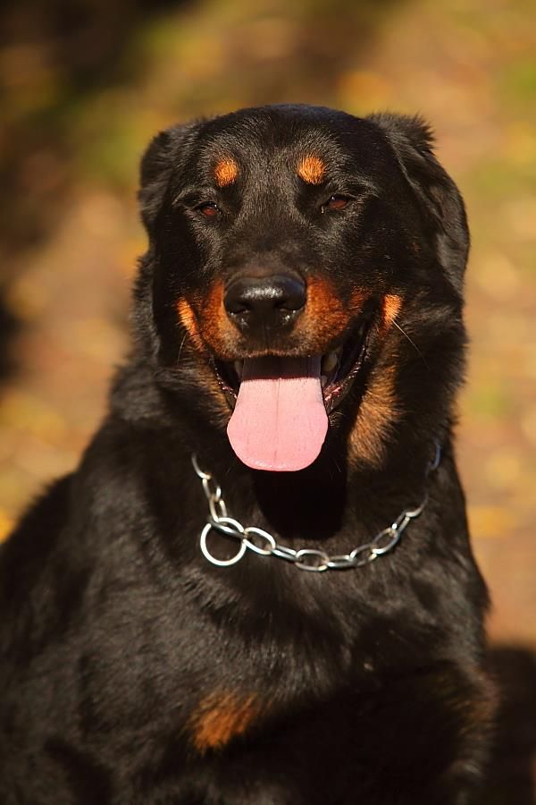 Publication : de La Haie d'Ipson Auteur : Jérôme Klein