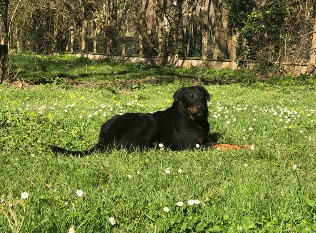 O my darling De La Lagune De Montdesir