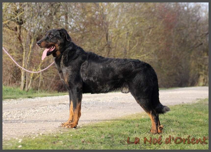 Publication : de la Noé d'Orient Auteur : La Noé d'Orient