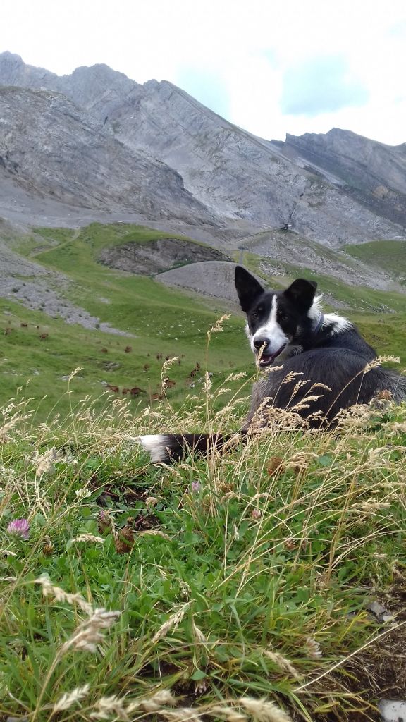 Nzie de la bergerie cevenole