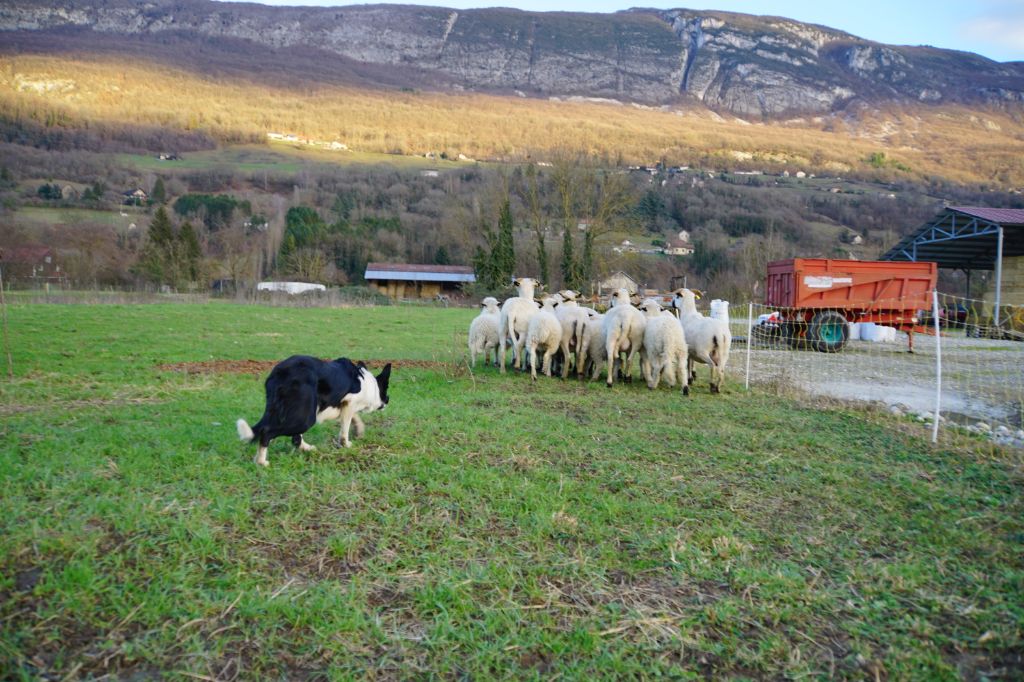 Publication : Des Bergers Des Chaupous 