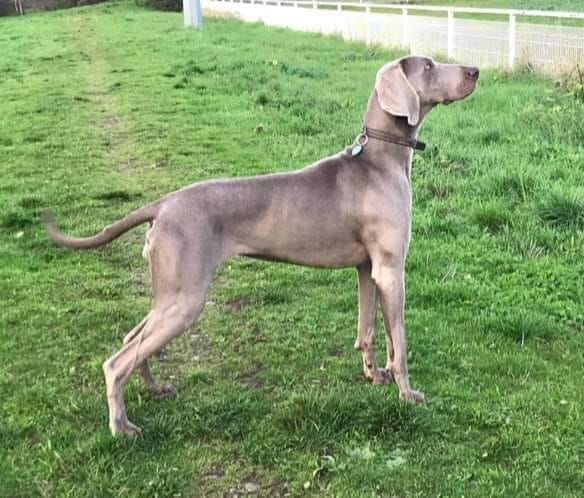 Pearly dream De gray ghost' de la chevalerie