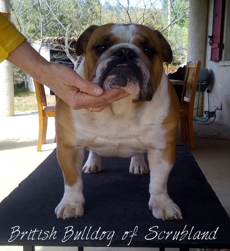 Publication : British Bulldog Of Scrubland Auteur : SANDRINE REAUME
