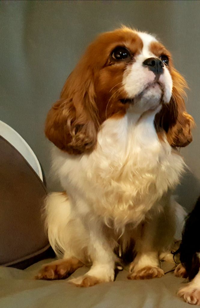 Publication : Des Bosquets D'ouville Auteur : Elevage des Bosquets d'Ouville