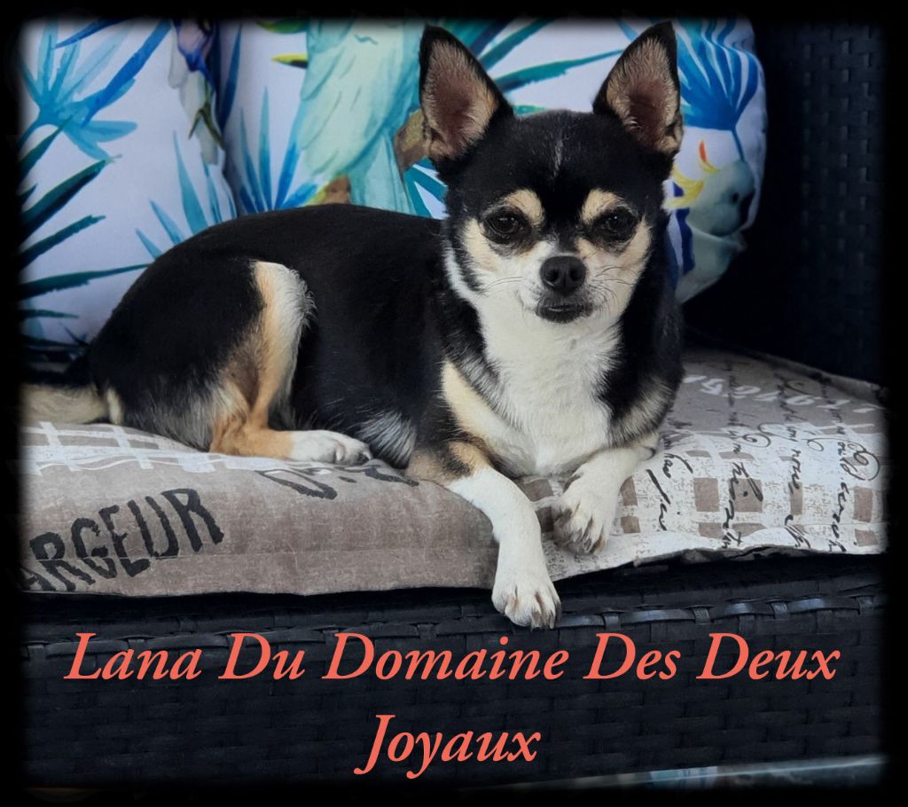 Lana Du Domaine Des Deux Joyaux