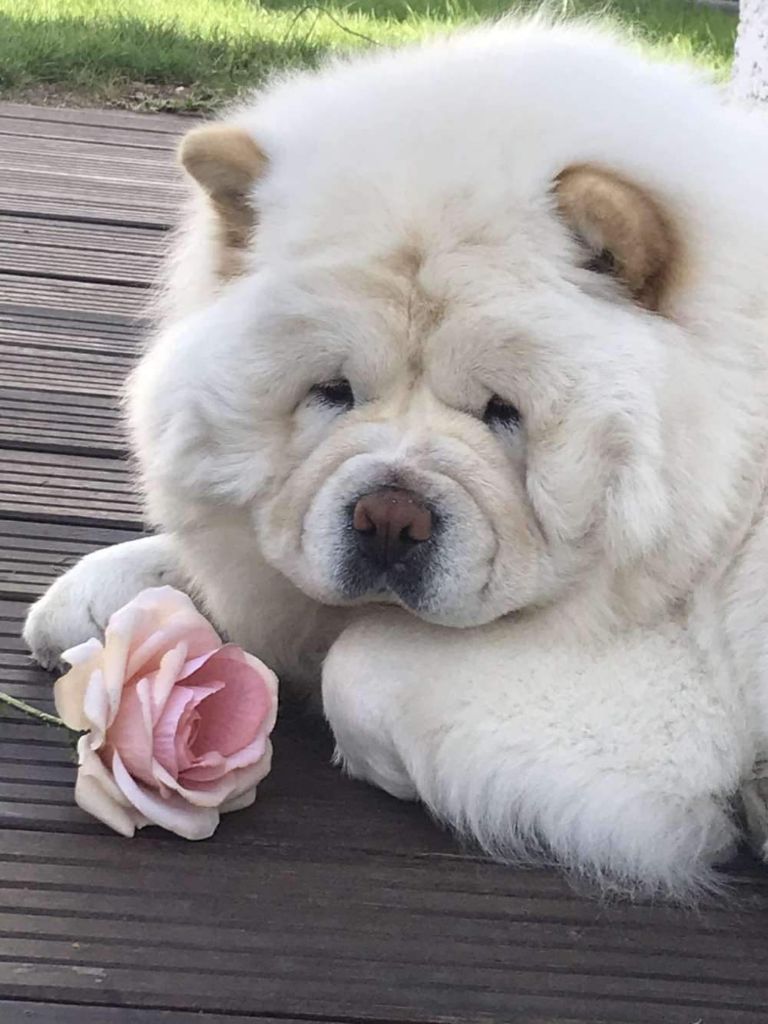 Publication : Des Douceurs Du Joly A Mour