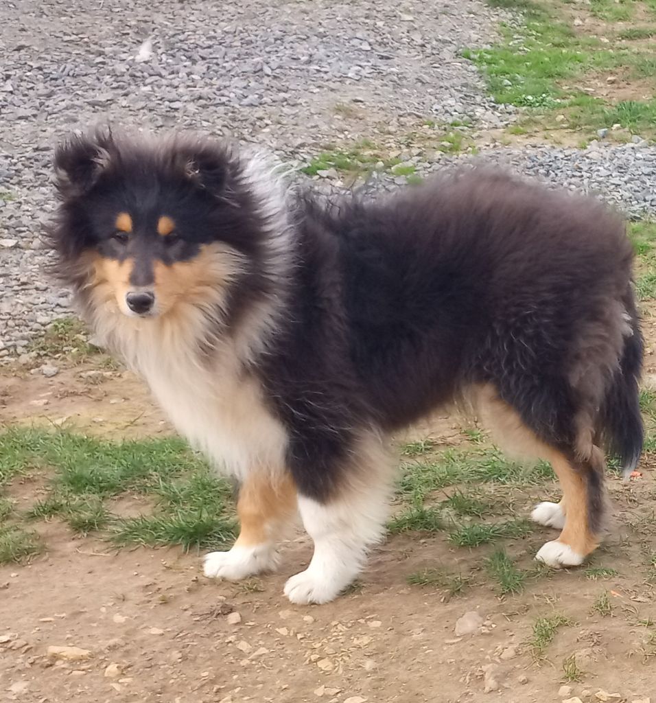 Publication : Des Amours De Lyly