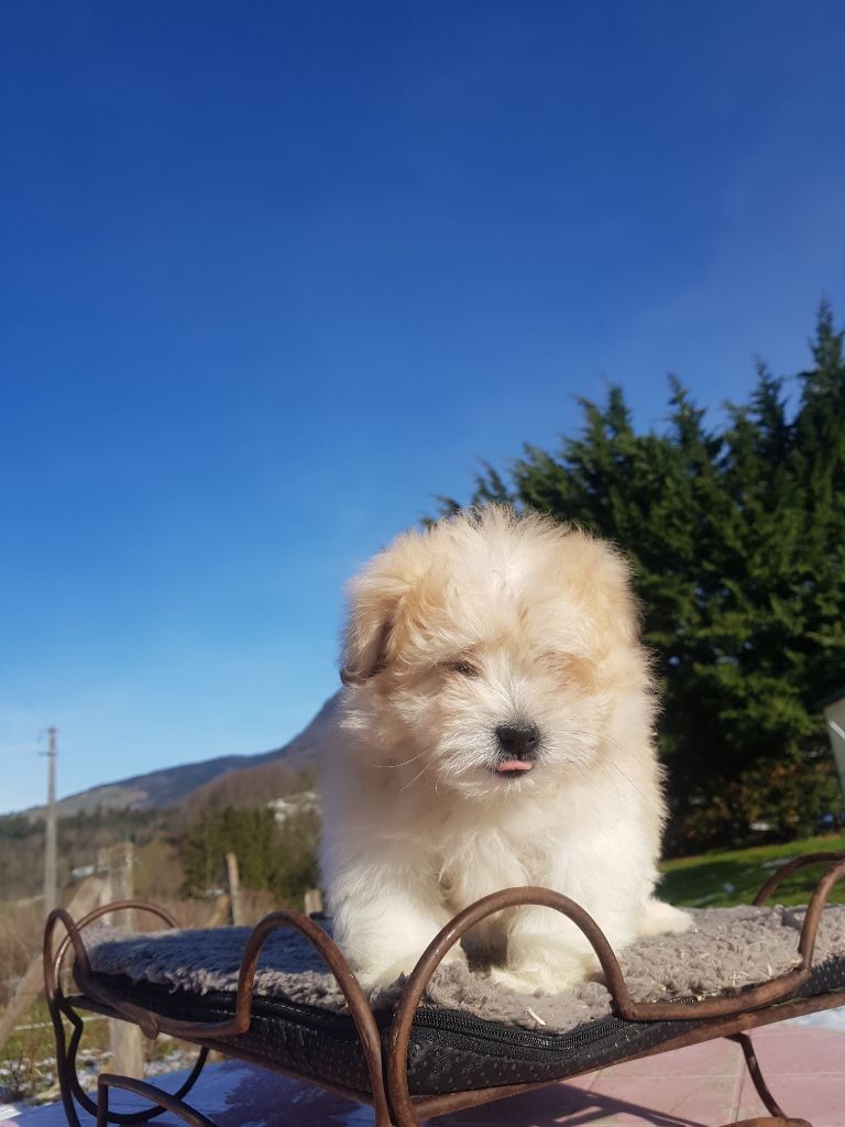 Publication : Du Royaume Des P'tits Loups