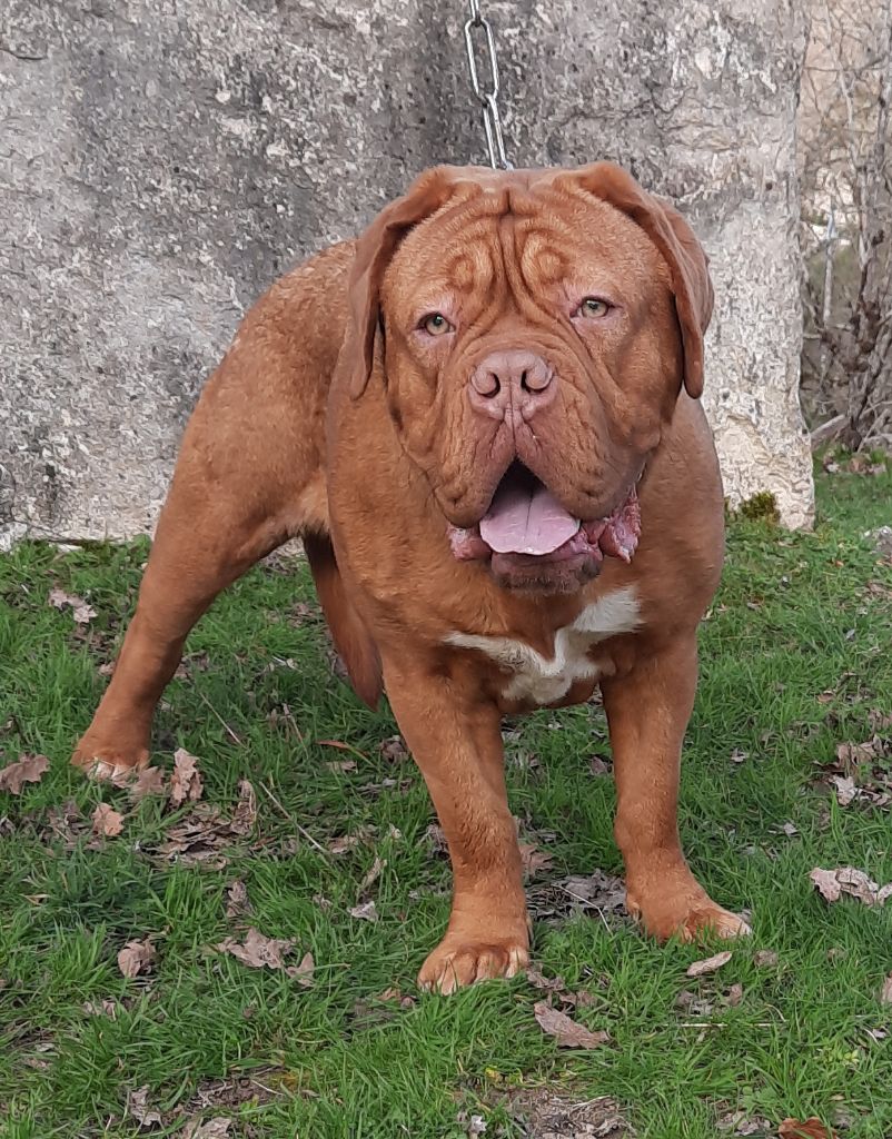 Publication : Des Doyens Bordelais Auteur : Racaille des doyens bordelais 9