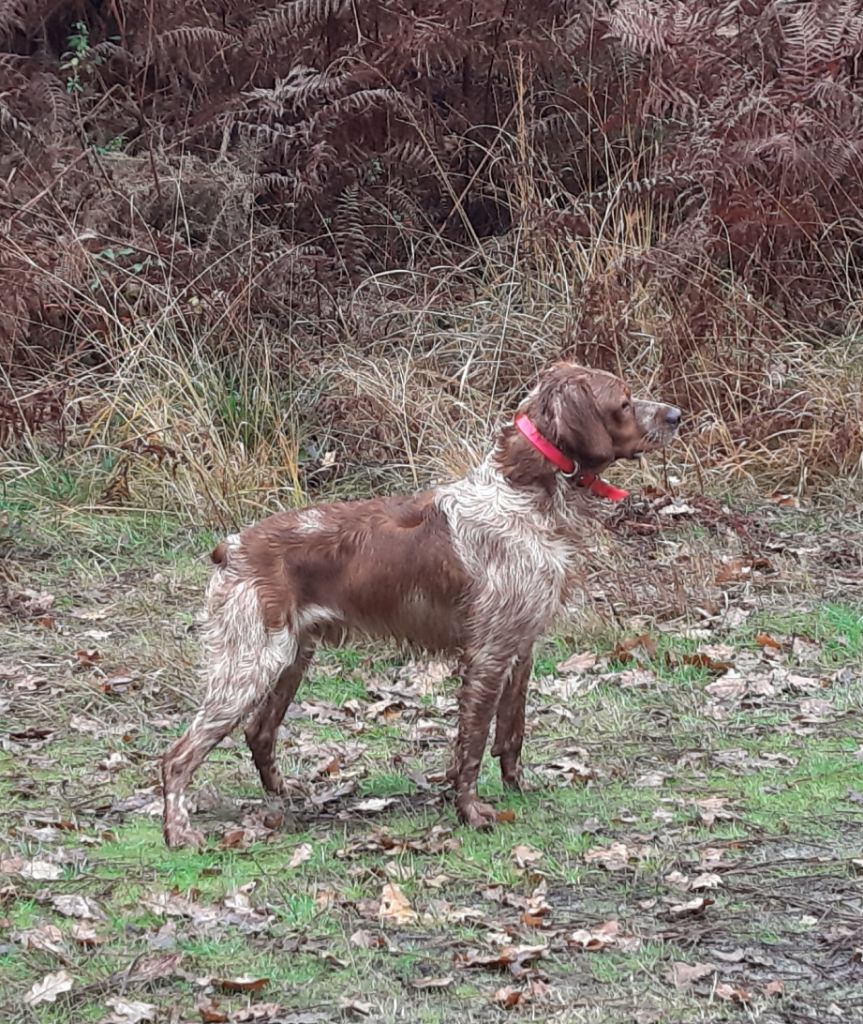 Publication : Des caprices de solmar Auteur : Isabelle