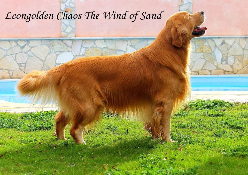 CH. leongolden Chaos the wind of sand