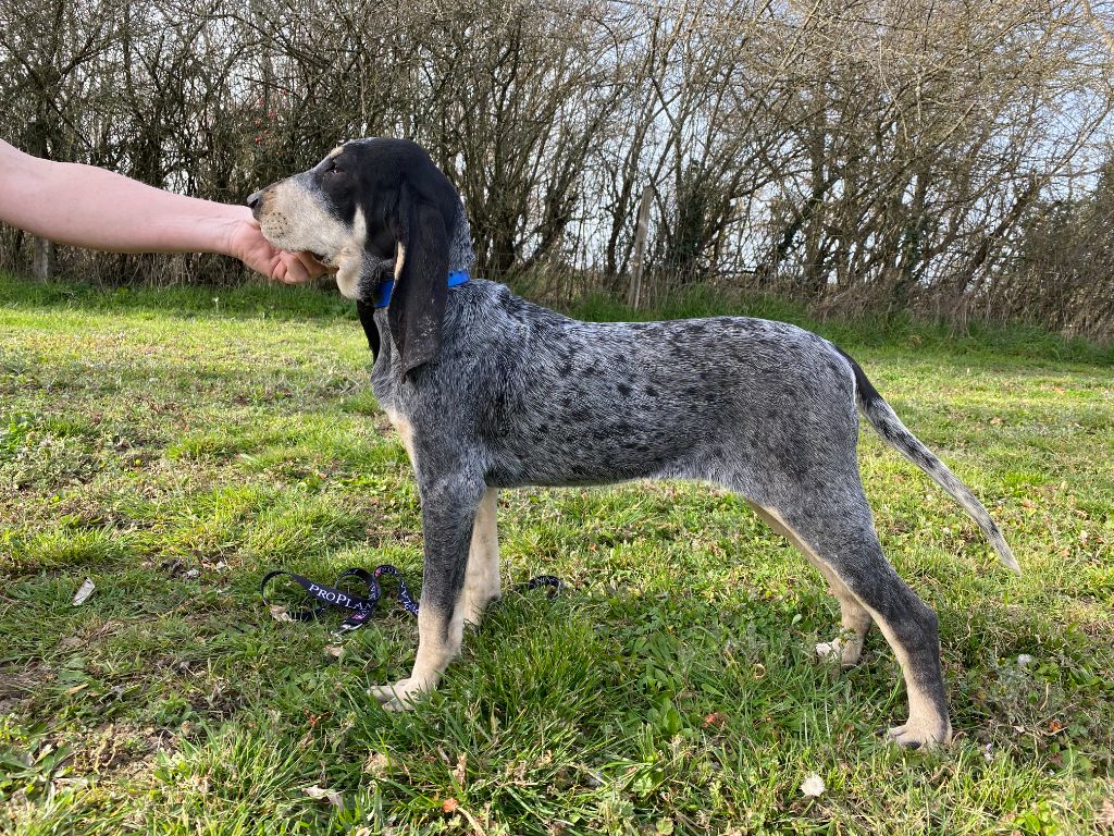 Publication : De La Croix Des Bruyeres 