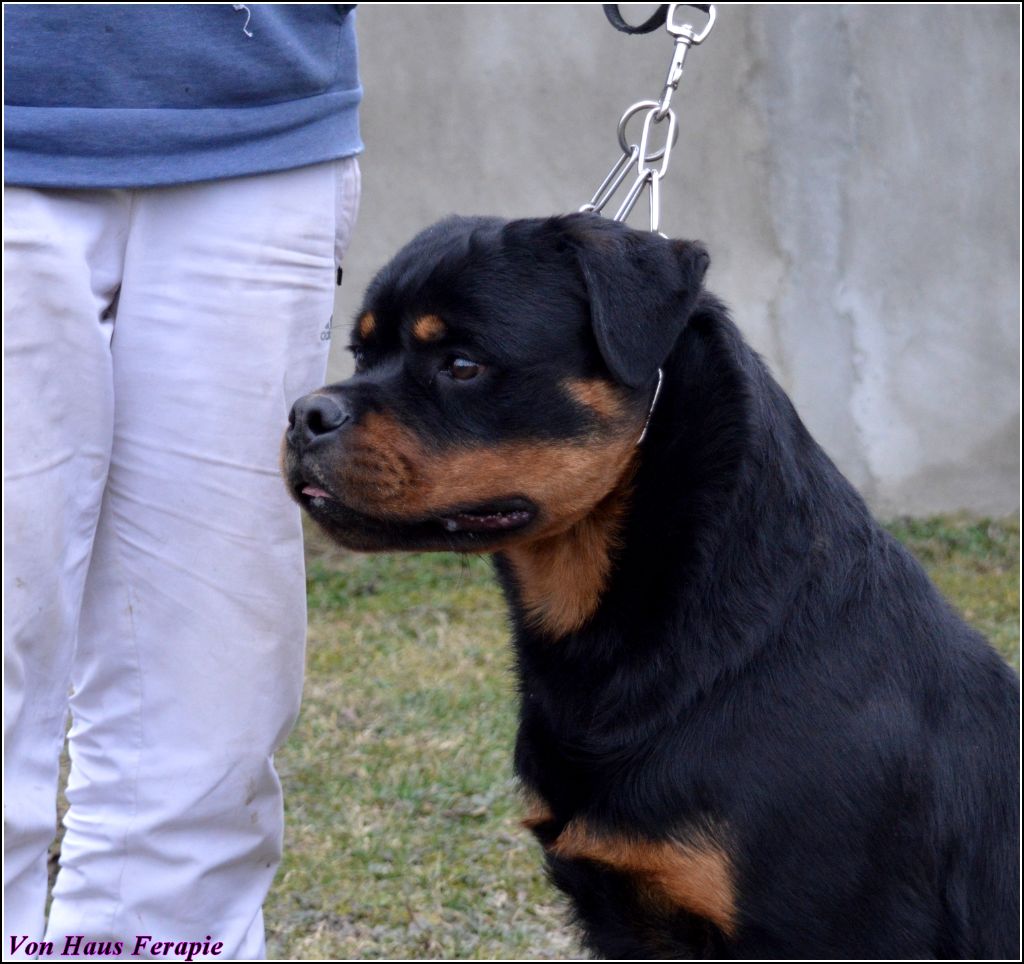 Publication : von haus ferapie