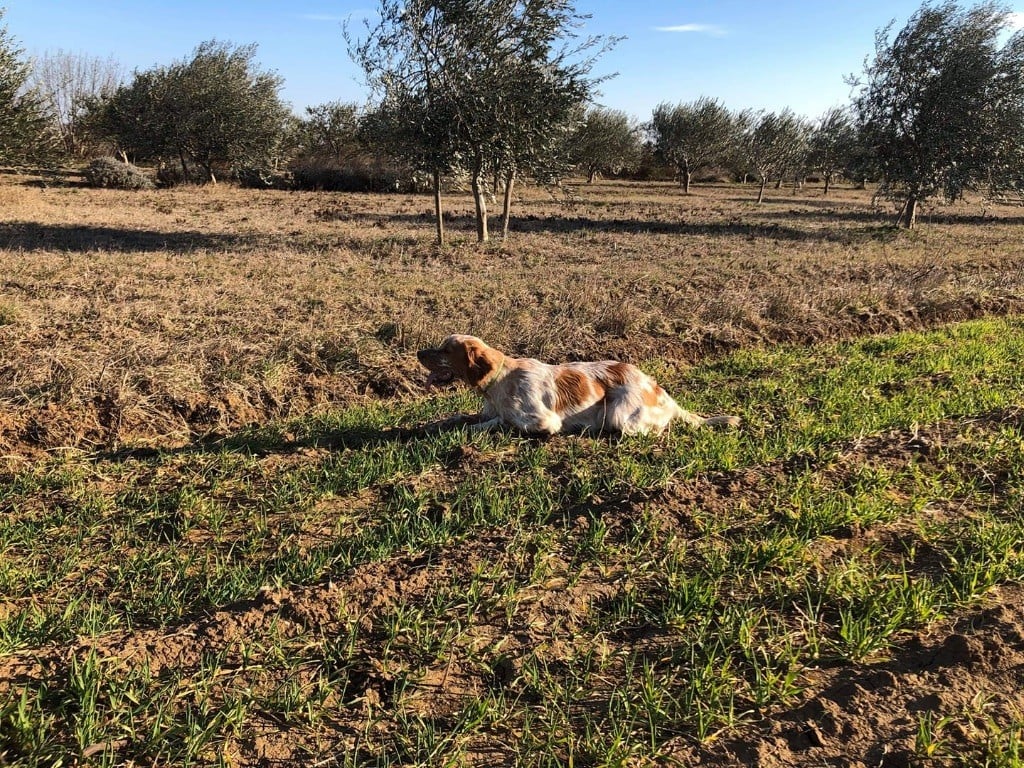 Obelix de l'écho de la Mordorée