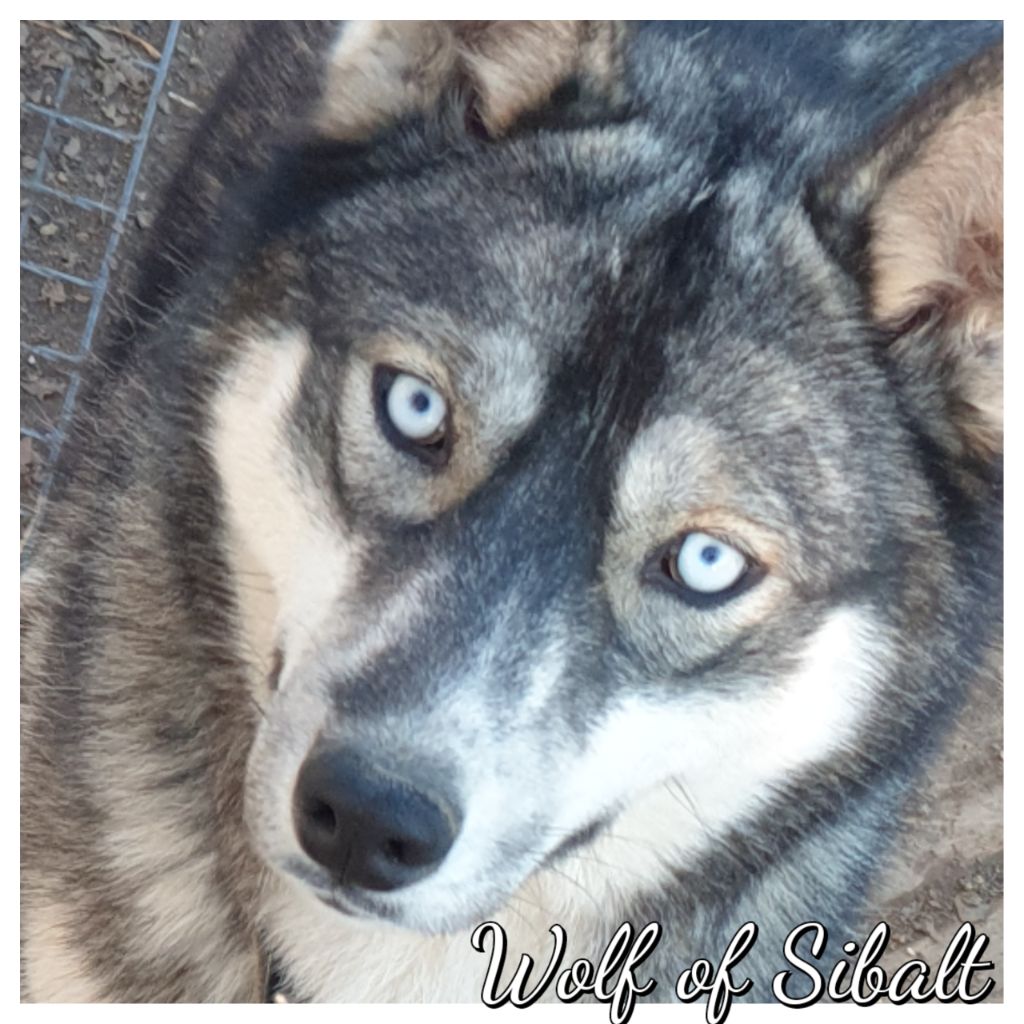 Publication : Wolf Of Sibalt 