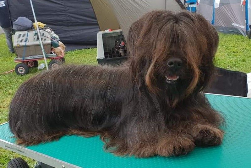 Publication : Les Pat O' Cou Du Diamant Noir Auteur : reine dutrieux