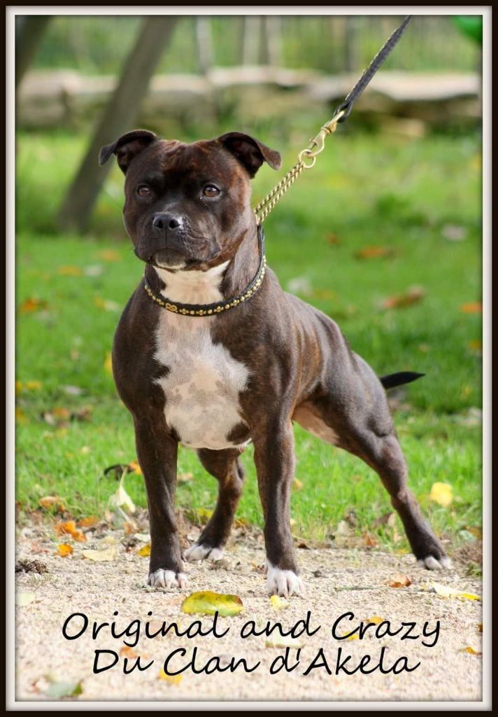 Publication : Du Clan D'Akela Auteur : Aline Bourgeois