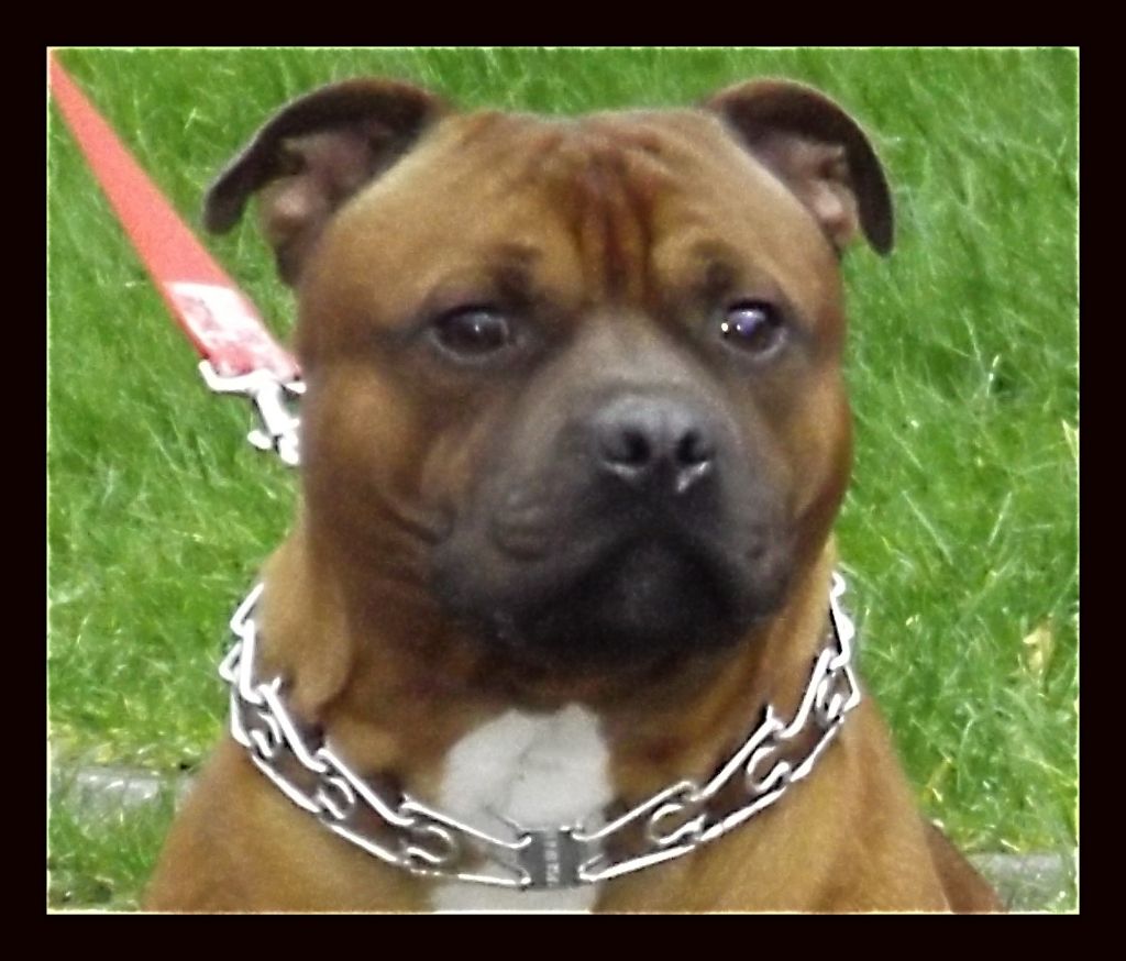 Publication : Imperial Red Bull 